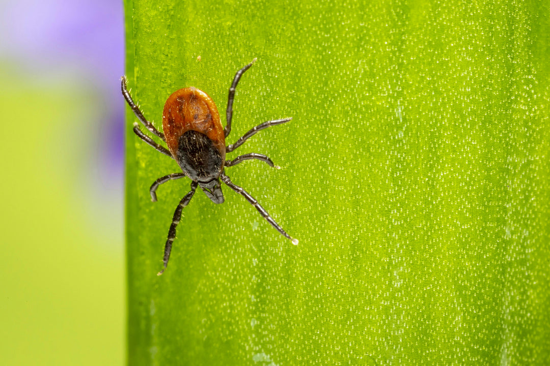 Structured Water & Lyme Disease; Supporting the Body’s Healing Journey with Natural Action