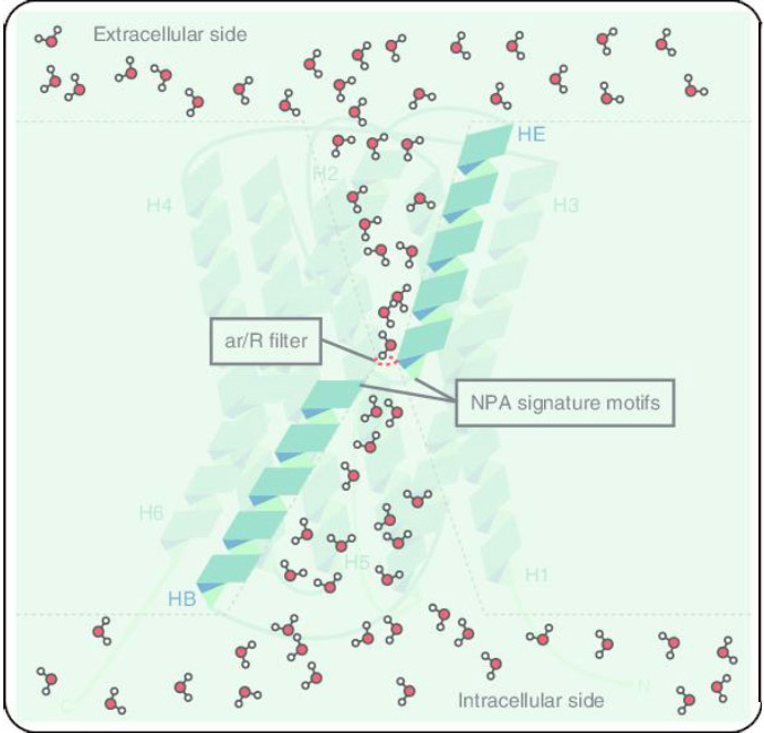 Aquaporins, Cellular Hydration and the Intelligence of Water