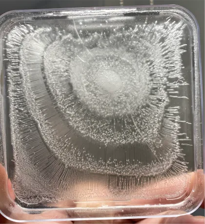 Natural Action Water Crystal After Structuring