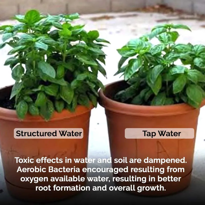 Natural Action Healthy plants with Structured Water 